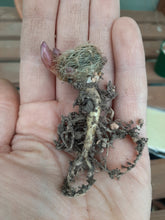 Sulcorebutia crispata EM353