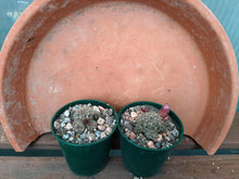 Sulcorebutia crispata EM353