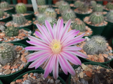 Echinocereus pulchellus weinbergii