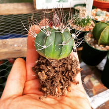 Astrophytum myriostigma x capricorne