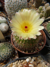 Notocactus concinnus
