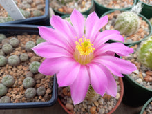 Echinocereus pectinatus PP1538