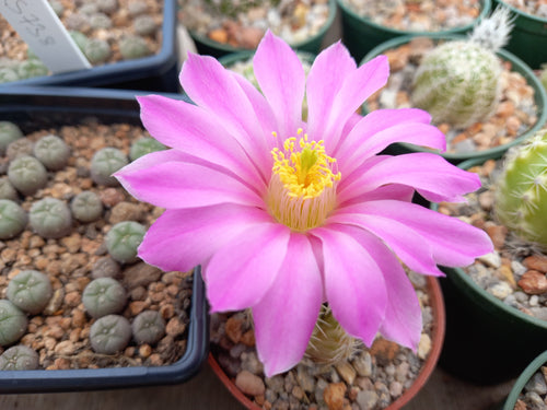 Echinocereus pectinatus PP1538