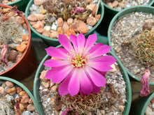 Sulcorebutia pulchra