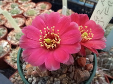Mediolobivia colorea FR1106