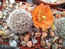 Mediolobivia mudanensis R484