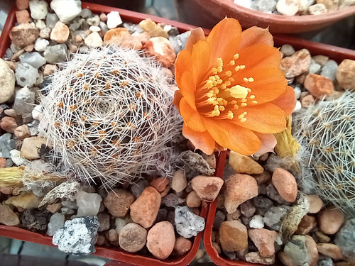 Mediolobivia mudanensis R484