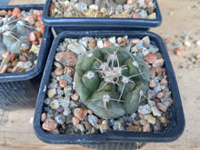 Gymnocalycium prochazkianum