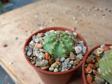 Echinocereus pulchellus amoenus