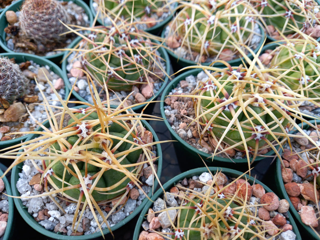 Gymnocalycium monvillei