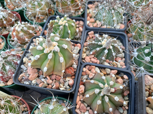 Astrophytum myriostigma x capricorne