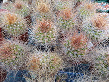 Acanthocalycium violaceum SE301