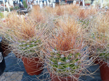 Acanthocalycium violaceum SE301