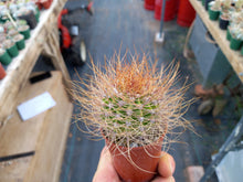 Acanthocalycium violaceum SE301