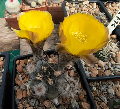Acanthocalycium thionanthum