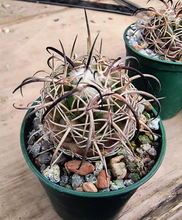 Coryphantha longicornis fma. grandis ZRI305/10