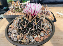 Stenocactus heteracanthus