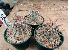 Echinocereus russanthus SB420