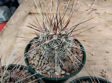 Echinocereus russanthus SB420