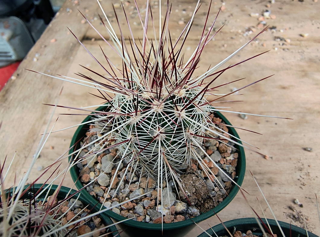 Echinocereus russanthus SB420