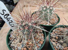 Echinocereus russanthus SB420