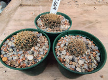 Sulcorebutia cardenasiana WR609