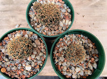 Sulcorebutia cardenasiana WR609