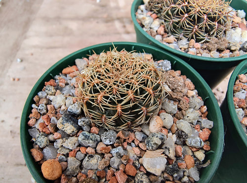 Sulcorebutia cardenasiana WR609