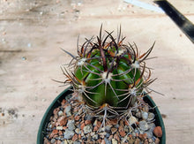 Lobivia caineana R197