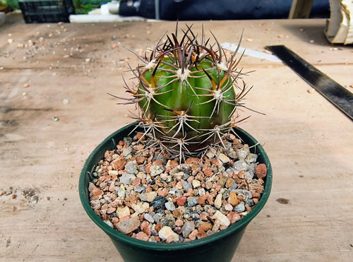 Lobivia caineana R197