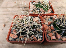 Gymnocalycium brachyanthum GN 91-77/1177