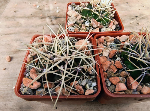 Gymnocalycium brachyanthum GN 91-77/1177