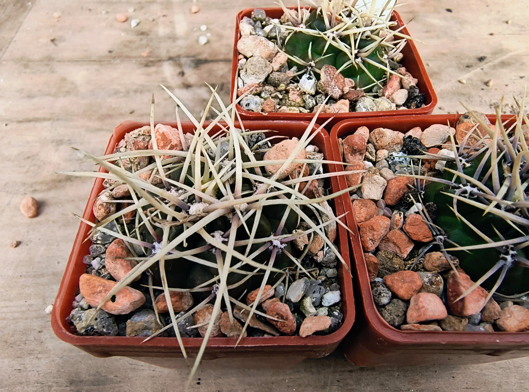 Gymnocalycium brachyanthum GN 91-77/1177