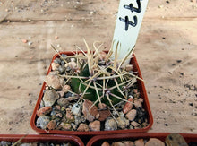 Gymnocalycium brachyanthum GN 91-77/1177