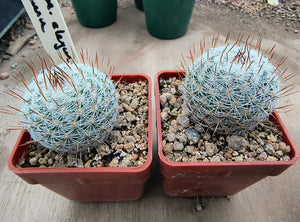 Mammillaria haageana elegans