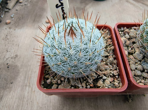 Mammillaria haageana elegans