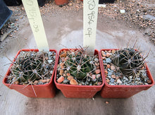 Lobivia pentlandii JO954.04