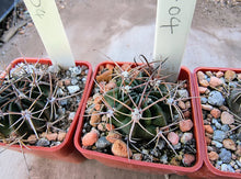 Lobivia pentlandii JO954.04