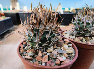 Turbinicarpus flaviflorus