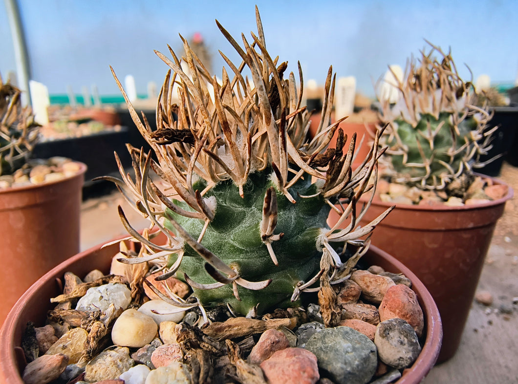 Turbinicarpus flaviflorus