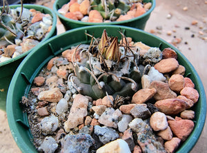 Turbinicarpus macrochele