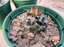 Turbinicarpus macrochele