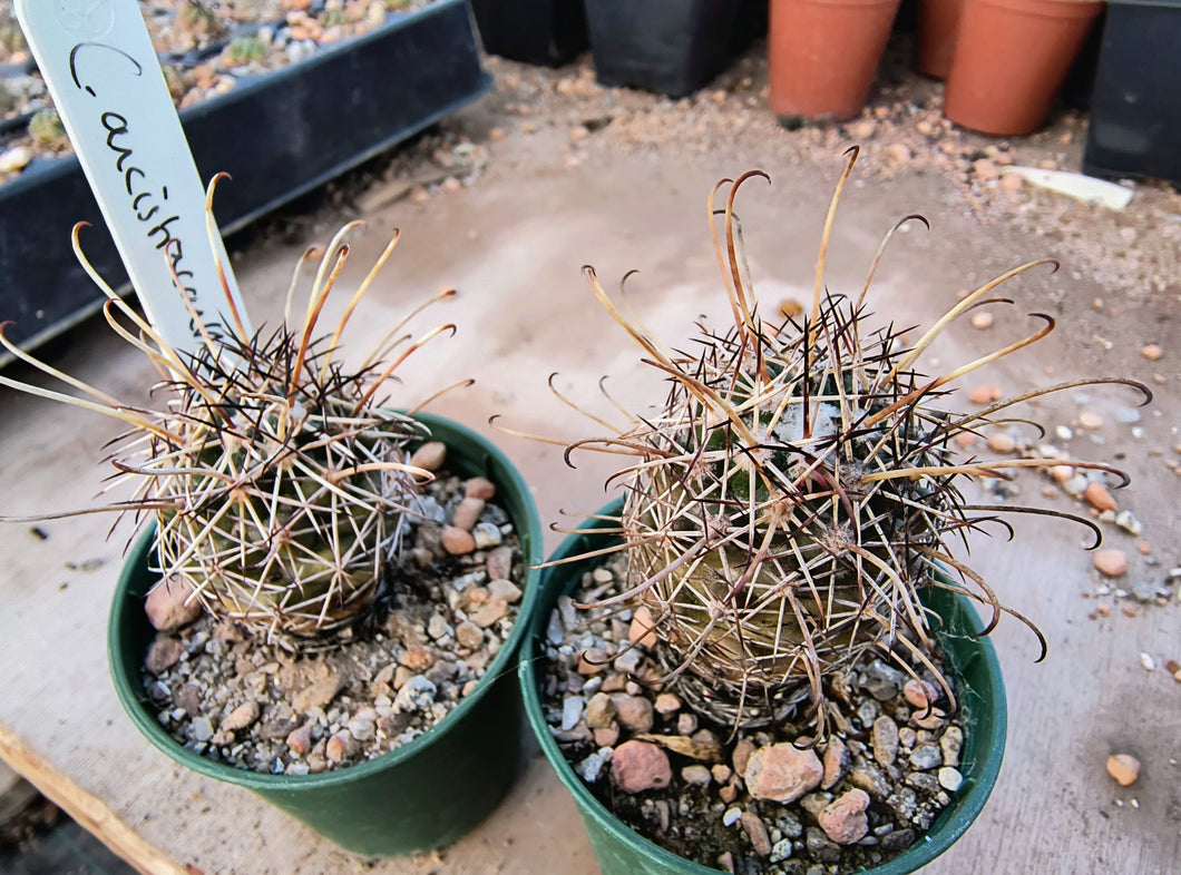 Coryphantha ancistracantha GM462