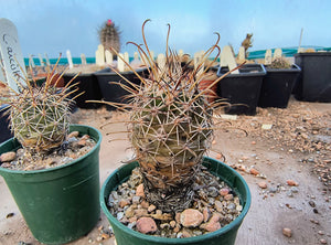 Coryphantha ancistracantha GM462