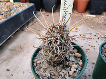 Coryphantha ancistracantha GM462