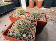 Aylostera jujuyana WR734