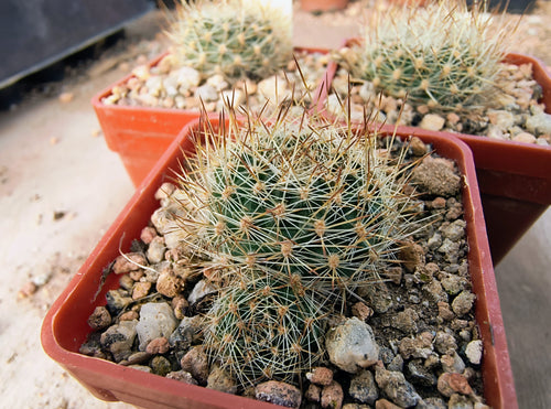 Aylostera jujuyana WR734