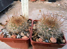 Aylostera cintiensis WR321