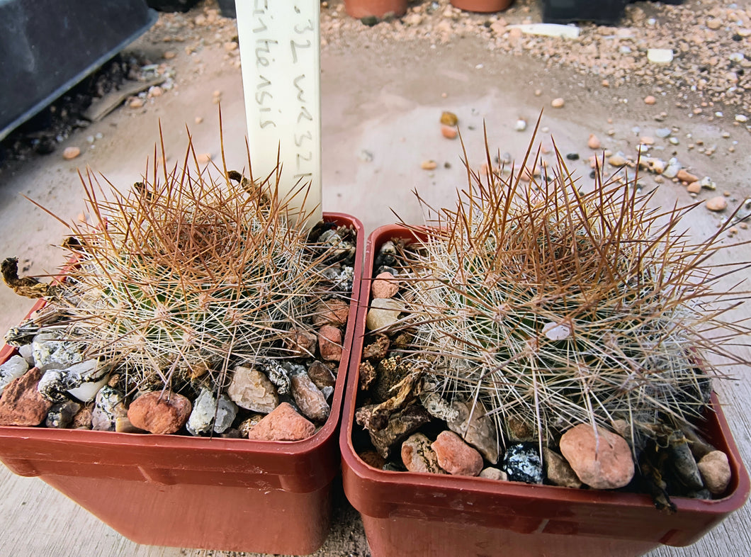 Aylostera cintiensis WR321