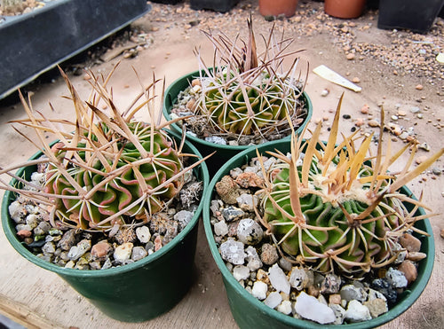 Stenocactus crispatus dichroacanthus